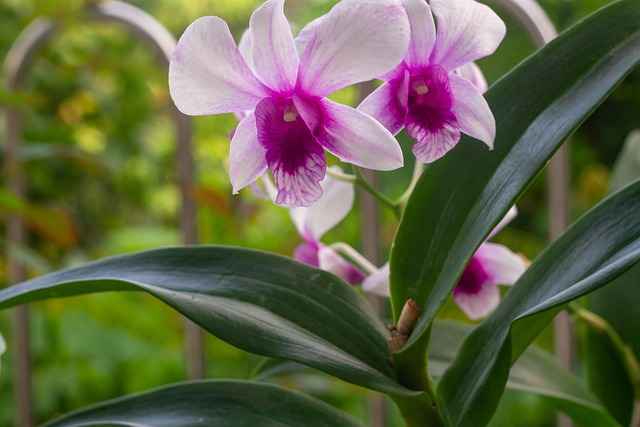 Co posadzić obok hortensji na wilgotnej rabacie – sprawdzone propozycje